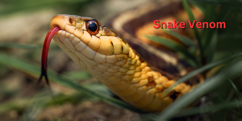 snake venom